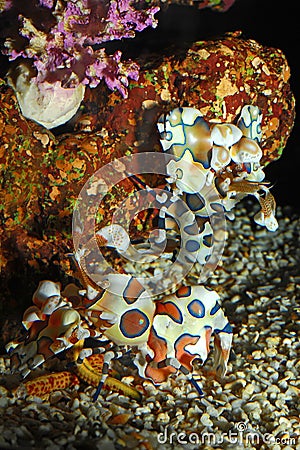 Harlequin shrimp