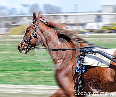 Harness racing.