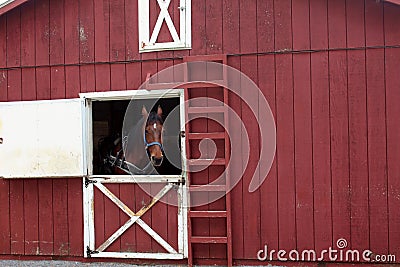 Harnessed horse standing at barn doorway