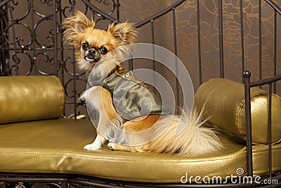 Harry Chihuauhua dog in a clothes