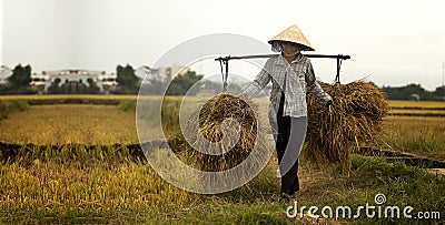 Harvest in Phu My