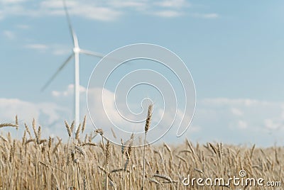 Harvest of rye and windmills
