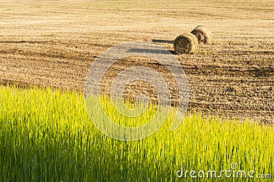 Harvest in summer hot day on countryside