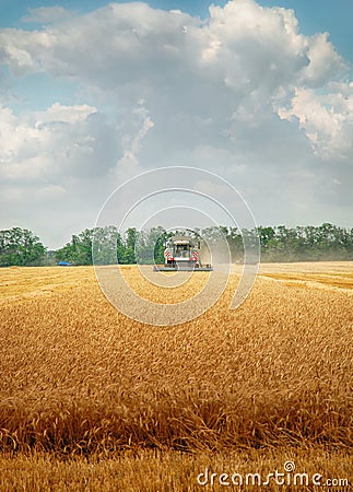 Harvest time