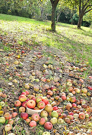 Harvested apples for cider production