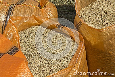 Harvested rice in farm