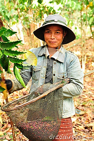 Harvesting coffee berries