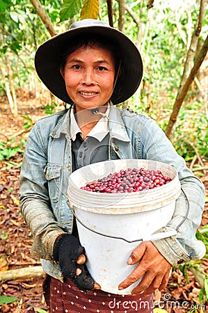 Harvesting coffee berries