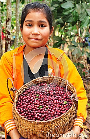 Harvesting coffee berries