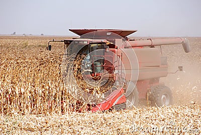 Harvesting Corn