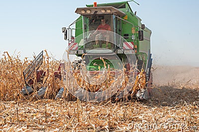 Harvesting corn