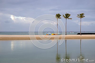 Hawaii tropical beach and palms