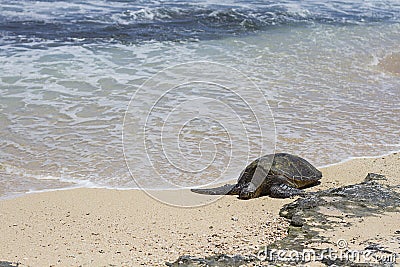 Hawaiian Green Sea Turtle