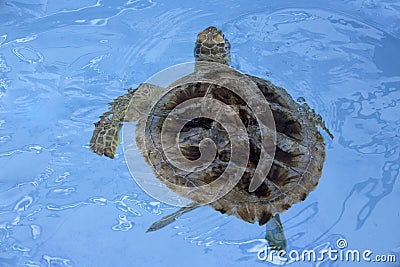 Hawksbill sea turtle (Eretmochelys imbricata)