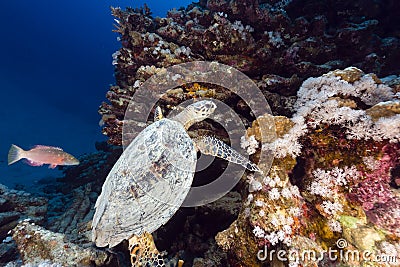 Hawksbill turtle and tropical reef in the Red Sea.