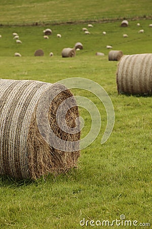 Hay Bales