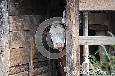 Hay barn and cow