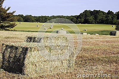 Hay crop bales round and square