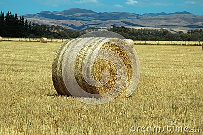 Hay field New Zealand