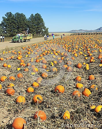 A Hay Ride Heads Out to a Pumpkin Patch