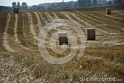 Haystacks in a field