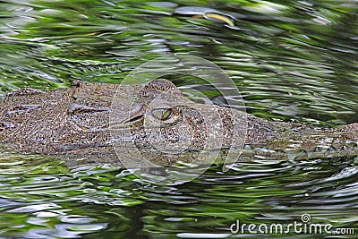 Head of American Crocodile in water in profile