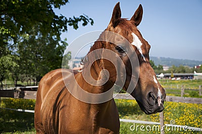 Head of brown horse landscape