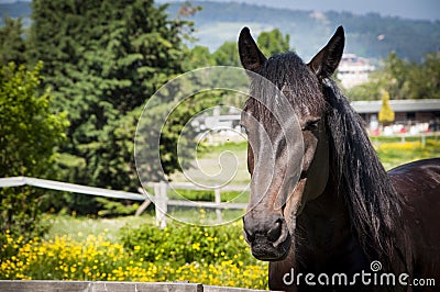 Head of brown horse landscape