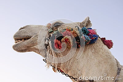 The head of a camel