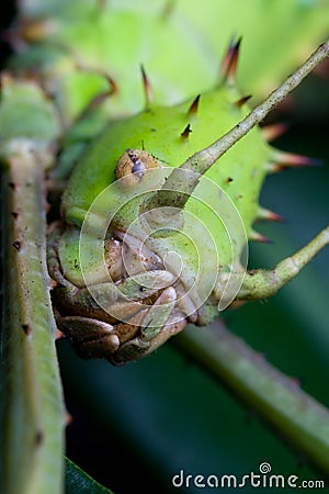 Head of a ghost-cricket