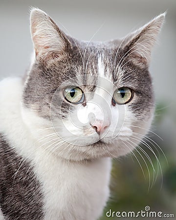 Head of Grey and White Cat Looking Anxious and Stressed