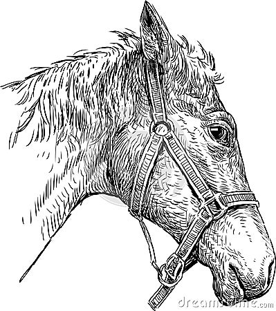 Head of harnessed horse