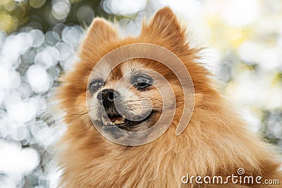 Head of Heroic Looking Orange Pomeranian Dog