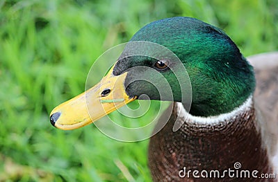 Head of male mallard duck anas platyrhynchos