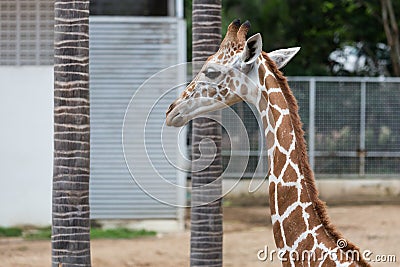 Head and neck shot of giraffe