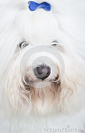 Head of an original Coton de Tuléar dog - pure white like cotto