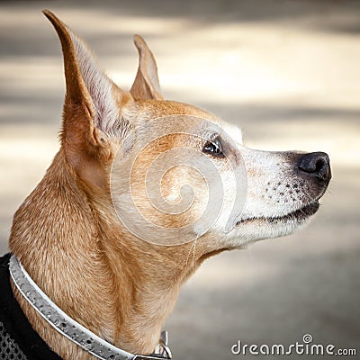 Head of Red and White Chihuahua Mix Dog Looking Up