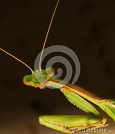 Head Shot of Curious Praying Mantis