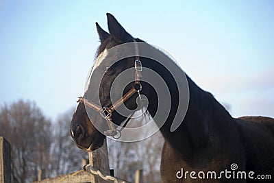 Head shot of a purebred saddle horse looking over corral fence