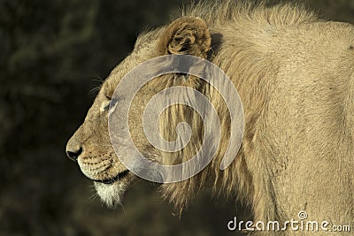 Head and Shoulder photograph of a young male white lion