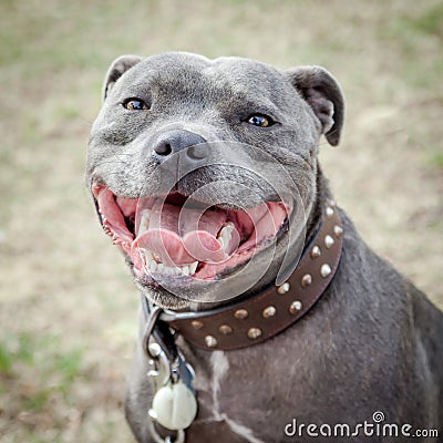 Head of Staffordshire Bull Terrier with Mouth Open