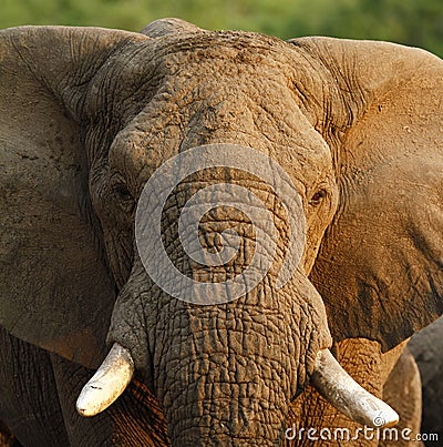 Head Study of a close up African Elephant