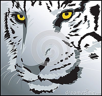 Head of a tiger