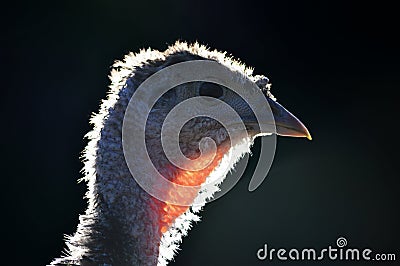 Head of a young Turkey with out of focus background