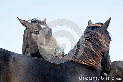 Heads of two horses