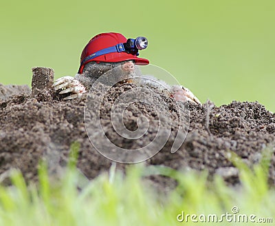 Health and safety mole