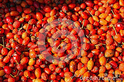 Healthy autumn fruits - rose hips