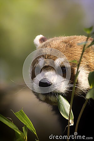 Healthy Red Panda eating bamboo leaves.