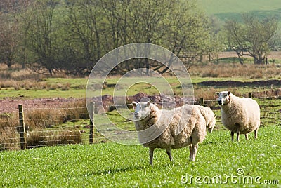 Healthy sheep and livestock, Idyllic Rural, UK