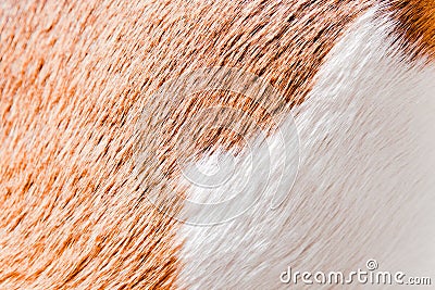 Healthy skin of a sleek-haired dog ( beagle )